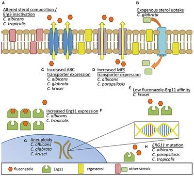 Azole Antifungal Resistance in Candida albicans and Emerging Non-albicans Candida Species